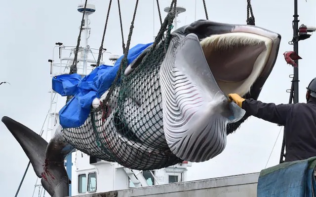 Japanese whalers bring ashore their catches after resumption of hunting Credit: KAZUHIRO NOGI/AFP/GETTY IMAGES