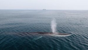 Photo: Fin Whale nearby the CPWF flagship, The John Paul DeJoria